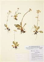 藏品(維吉尼亞虎耳草)的圖片